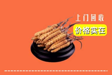 阜阳界首市回收冬虫夏草